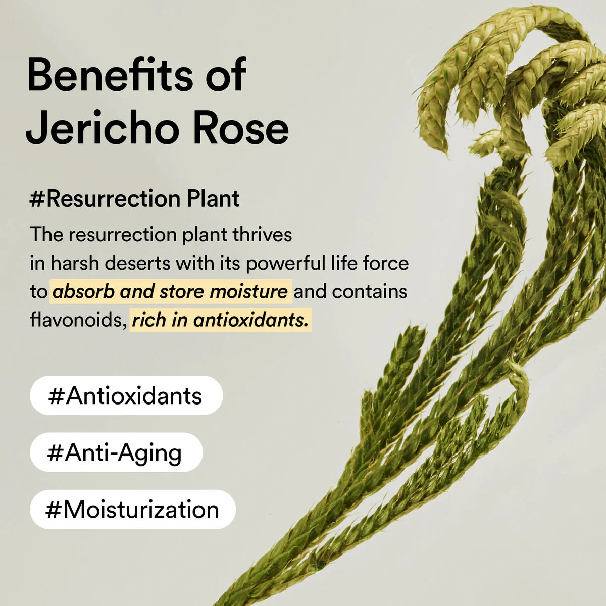 Abib Jericho Rose Crème Nutrition Tube 75ml