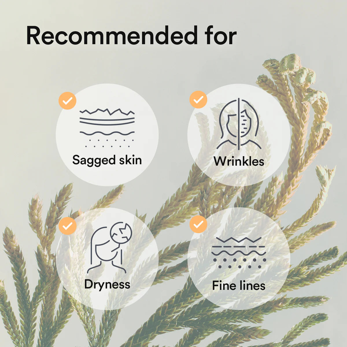 Abib Jericho Rose Collagen Gel Mask 10ea